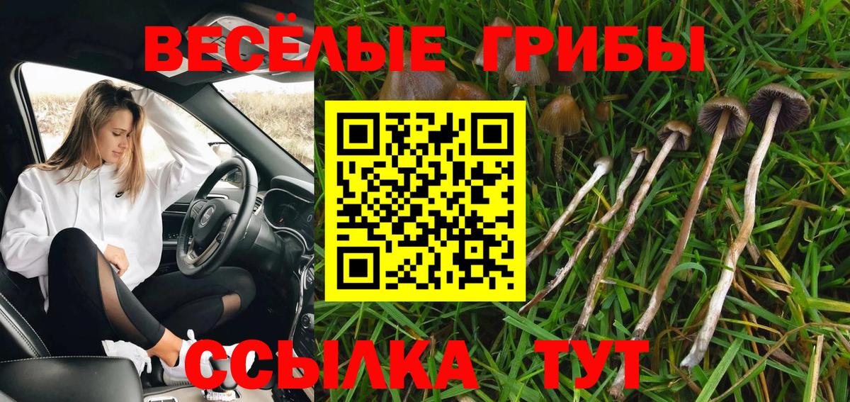 Псилоцибиновые грибы мицелий  Псилоцибиновые грибы прущие грибы  Вход с VPN  Чехов 